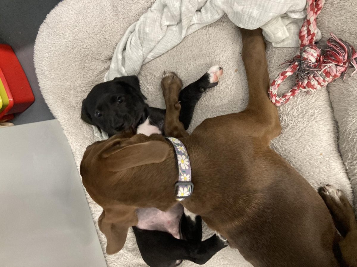 Two puppies playing together in the Vet Science room! The black one, Jo-Dee, is up for adoption right now!