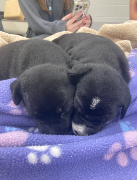 Vet Science Puppies